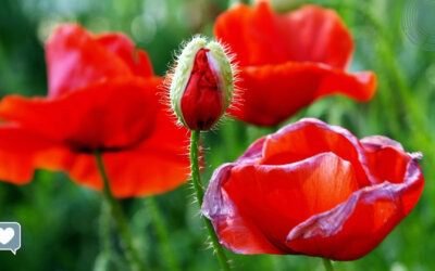 Szedd már össze magad! – Neked is mondták már?