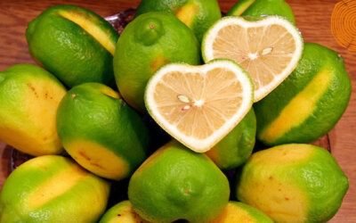 Egy csepp citrom a szerelem