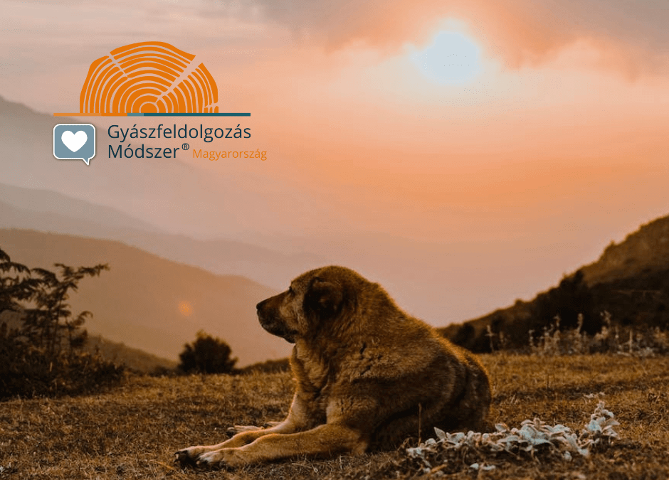 Az állatok világnapjára – A társállatainkhoz kapcsolódó gyászról